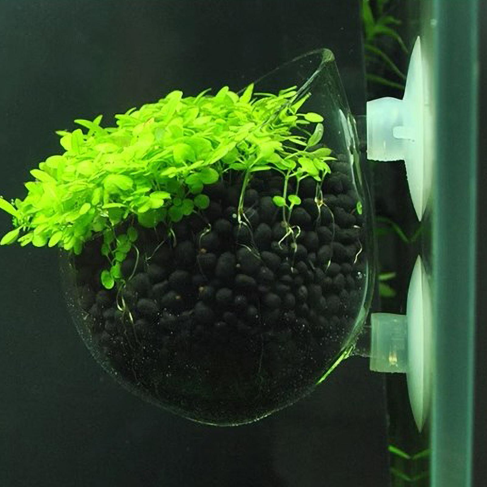 Aquarium Plant Growing - Akvaryum Bitki Tutucu Cam Su Bitkisi