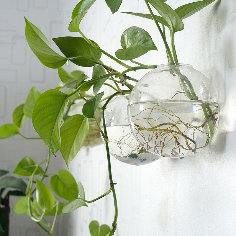 Planted Aquarium Bowl - Duvara Asılan Akrilik Balık Kasesi Pleksiglas