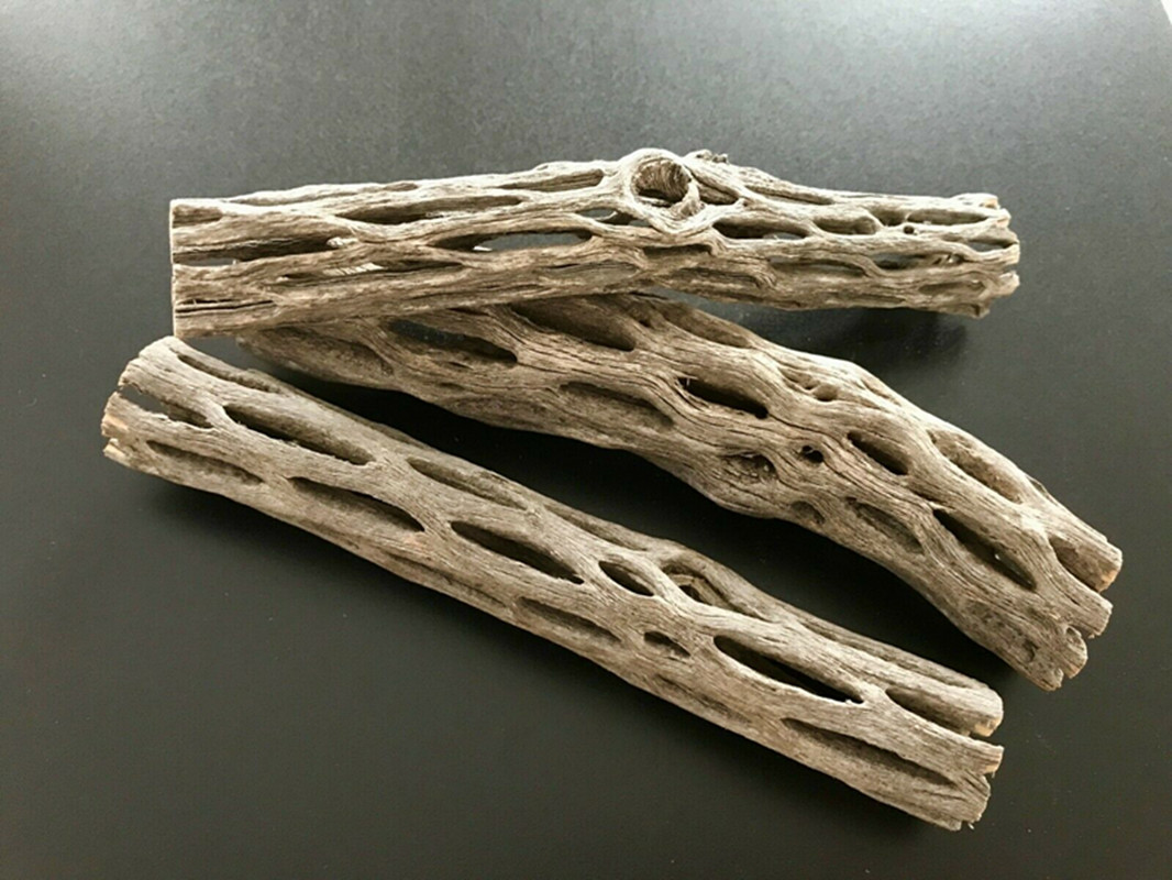 Aquarium Planted Seeds - Organik/Doğal Akvaryum Cholla Kaktüs Ahşap Karides