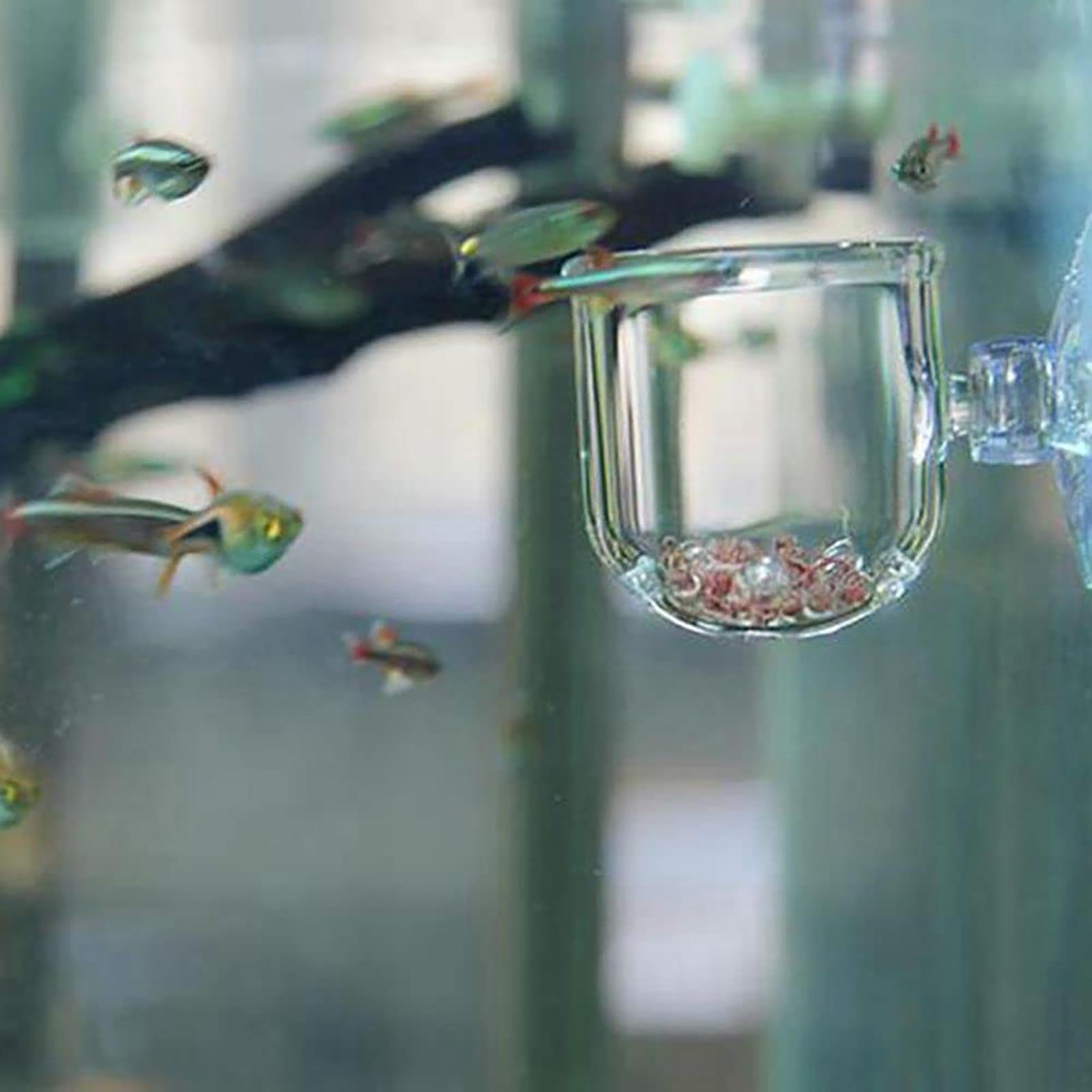 Akvaryum saksı cam silindir ba - Aquarium Planted Seeds incelemesi ve fiyatı