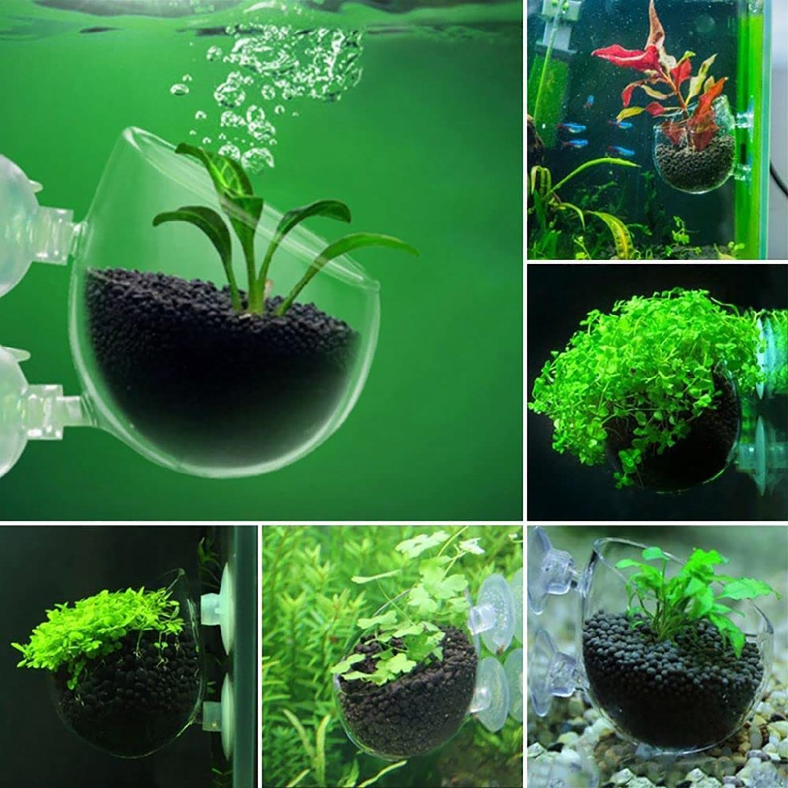 Akvaryum saksı cam silindir ba - Aquarium Planted Seeds incelemesi ve fiyatı