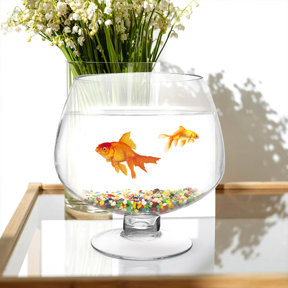 Cam Balık Akvaryumu Vazo Küçük - Planted Aquarium Angelfish incelemesi ve fiyatı