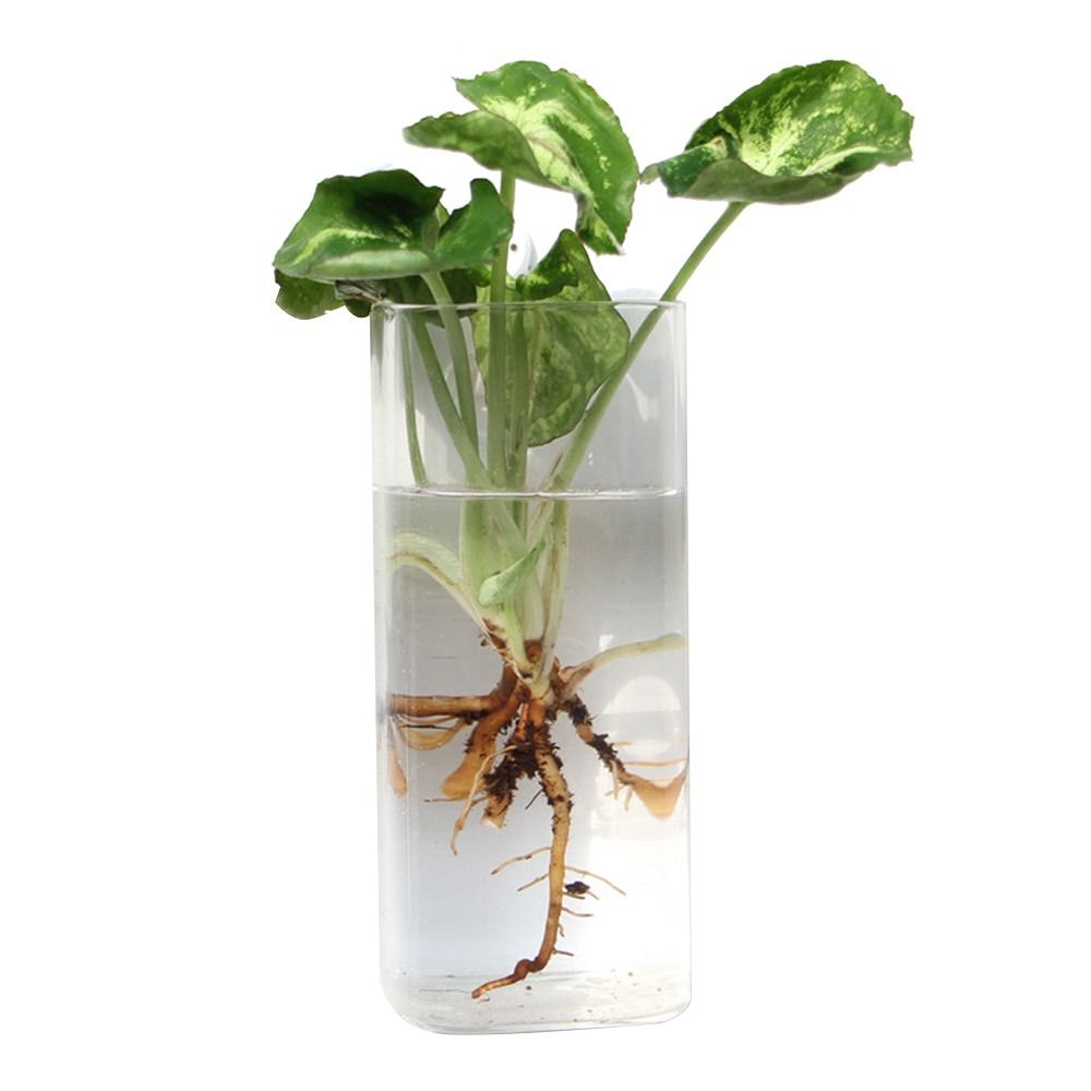 Koni Şeklinde Duvara Asılan Va - Aquarium Planted Wall incelemesi ve fiyatı