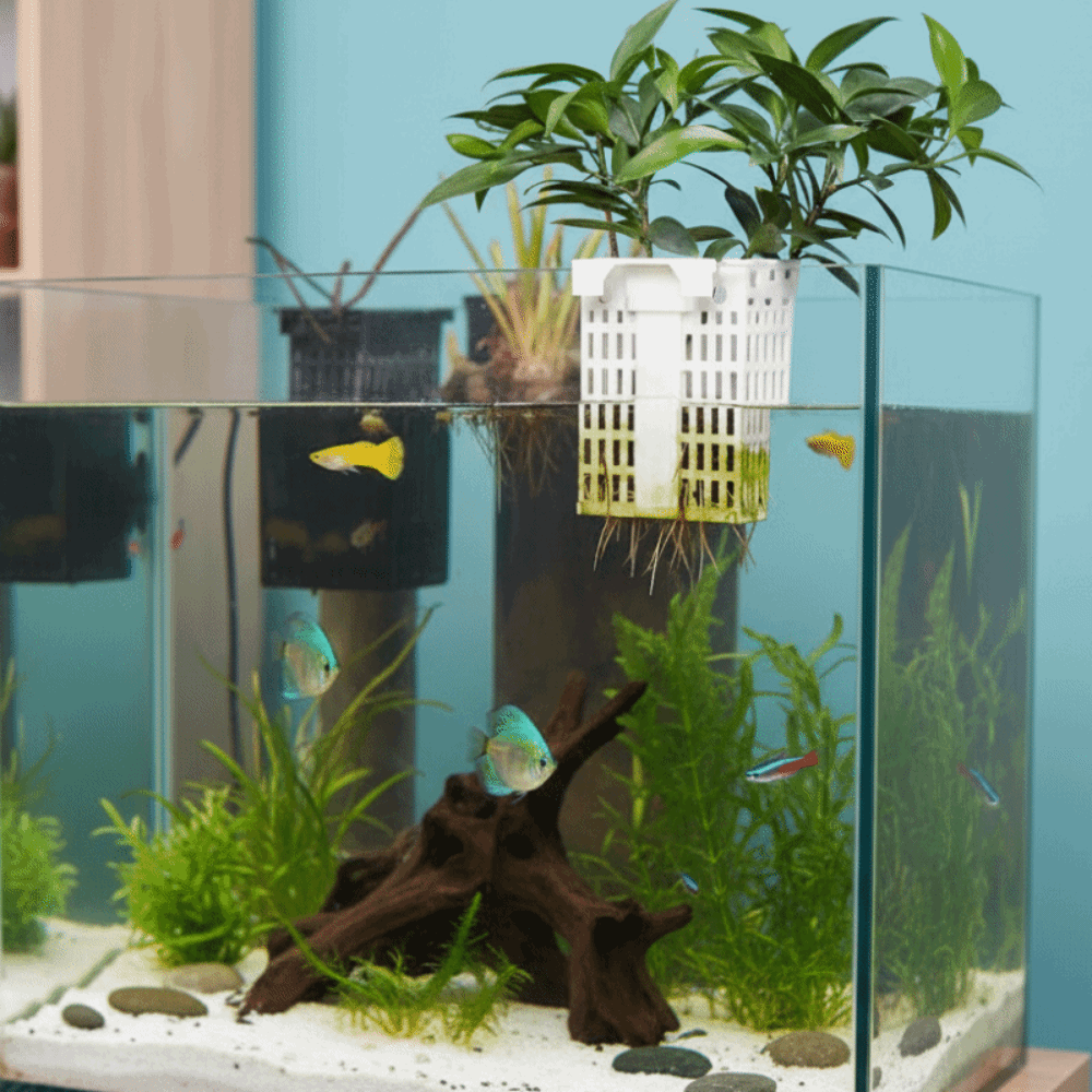 Duvara Asılan Su Bitkisi Tutuc - Aquarium Planted Wall incelemesi ve fiyatı