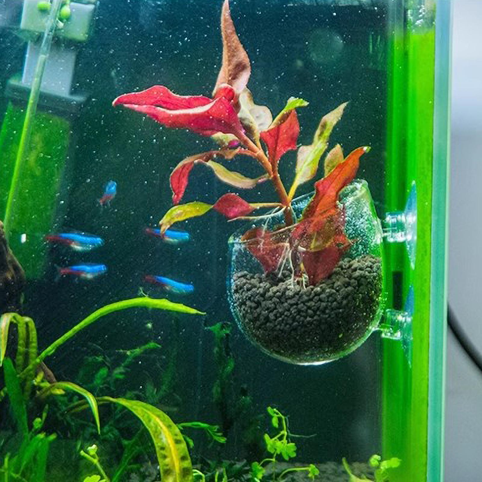 Akvaryum Bitki Tutucu Cam Su B - Aquarium Plant Growing incelemesi ve fiyatı