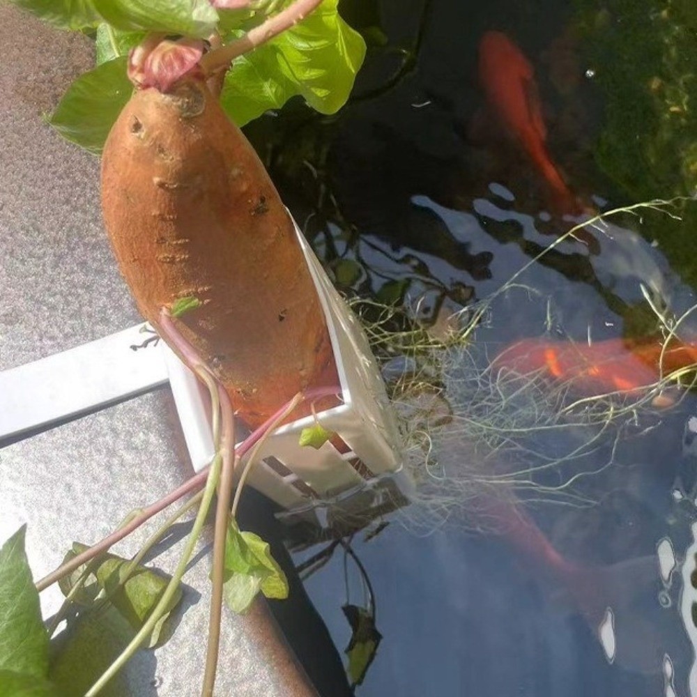 Duvara Monte Edilen Akvaryum B - Aquarium Planted Wall incelemesi ve fiyatı