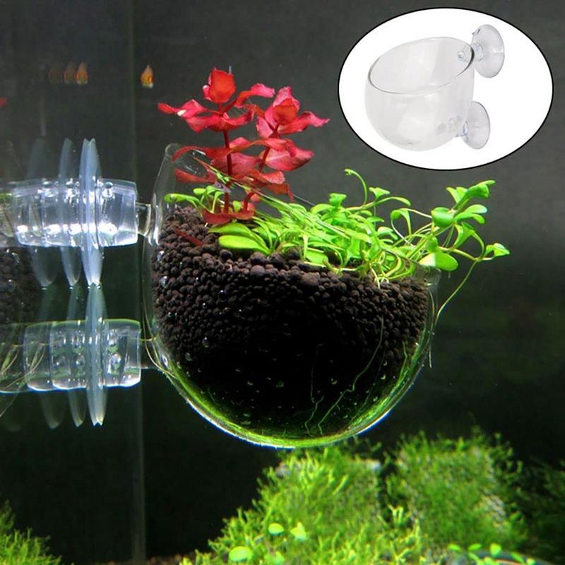 Akrilik sucul bitki fincan akv - Aquarium Planted Seeds incelemesi ve fiyatı