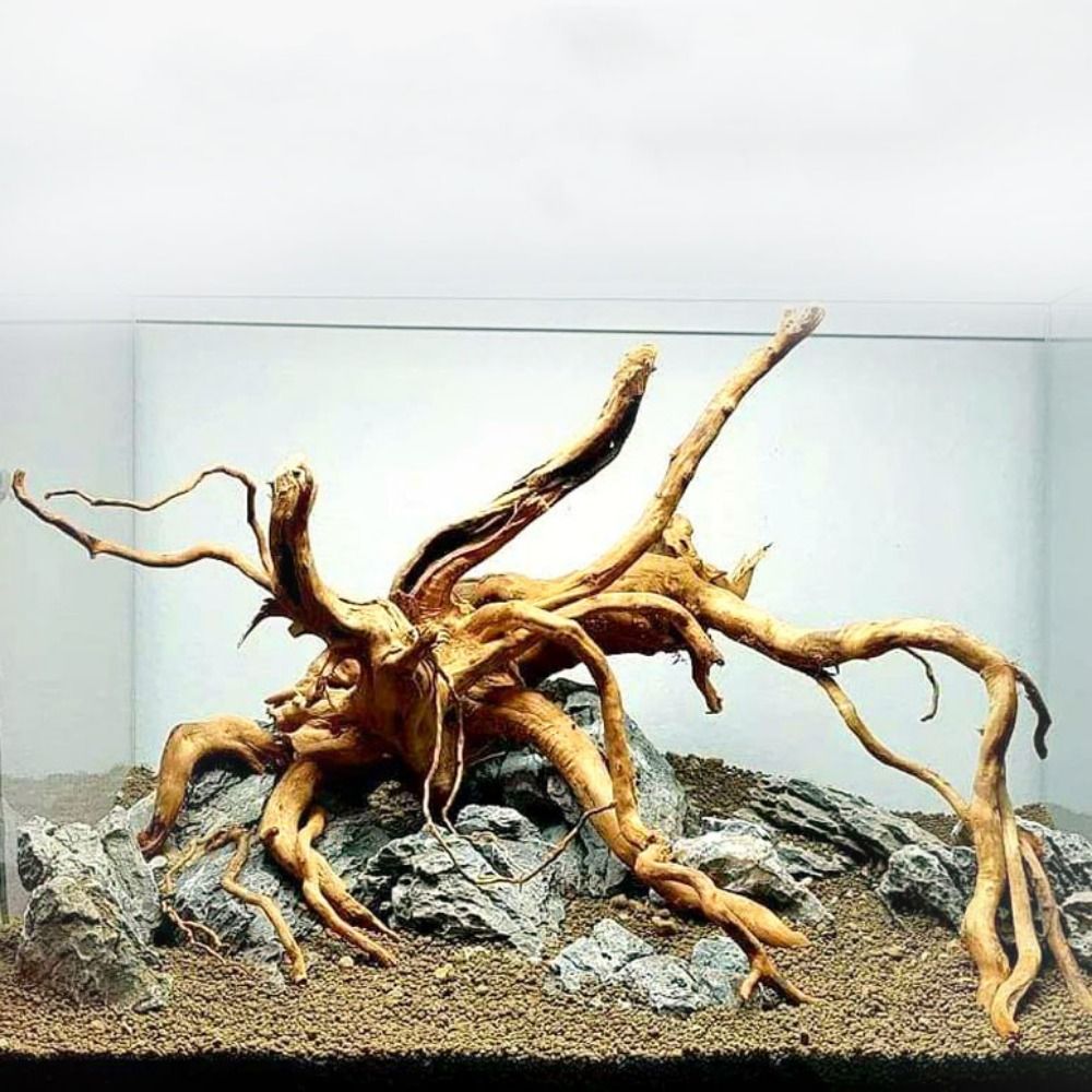 Doğal ağaç gövdesi akvaryum de - Aquarium Plant Roots incelemesi ve fiyatı