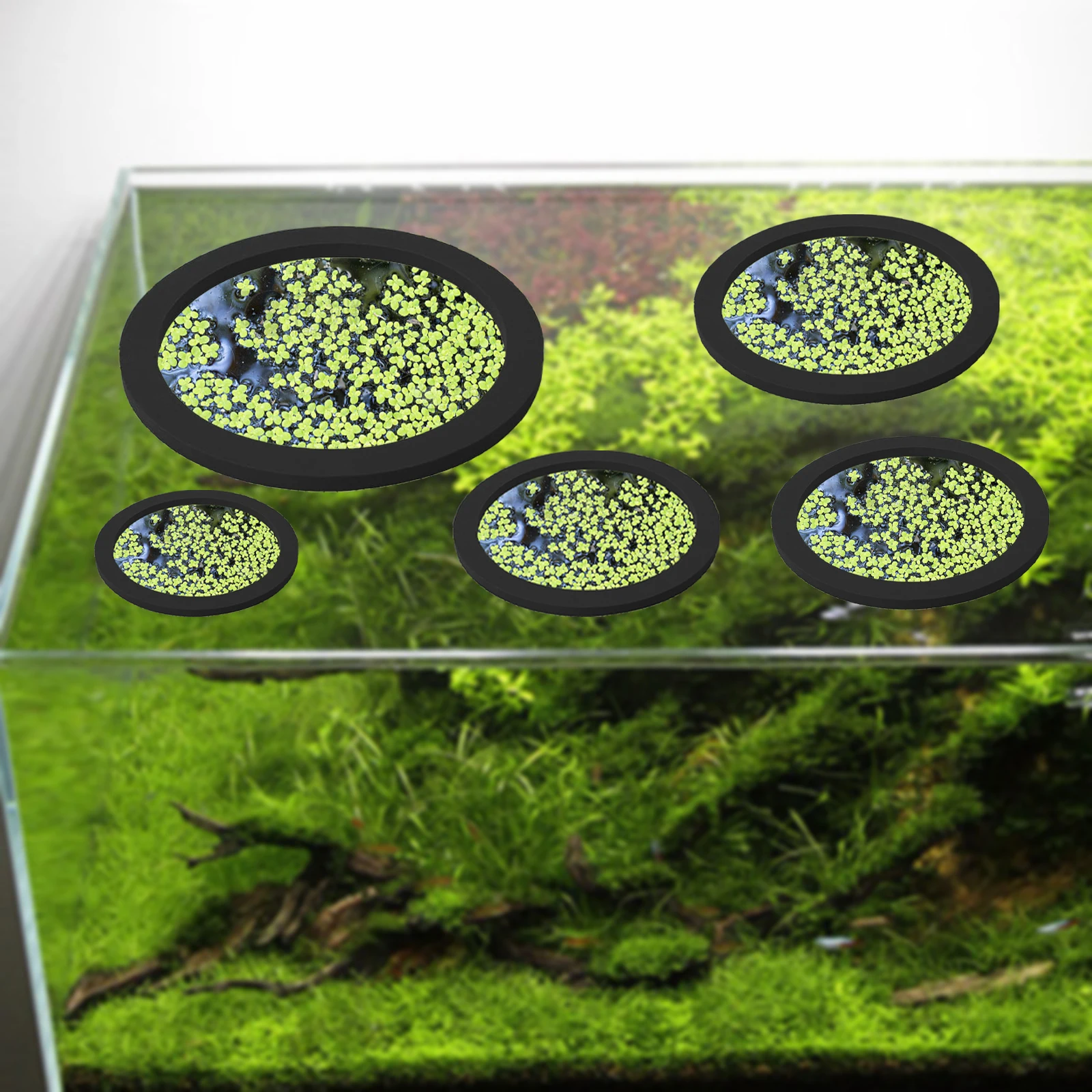 5 adet EVA balık besleme halka - Aquarium Plant Order incelemesi ve fiyatı