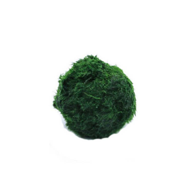 Marimo Yosun Topları Canlı Akv - Aquarium Plant Roots incelemesi ve fiyatı