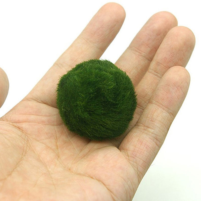 Marimo Yosun Topları Canlı Akv - Aquarium Plant Roots incelemesi ve fiyatı