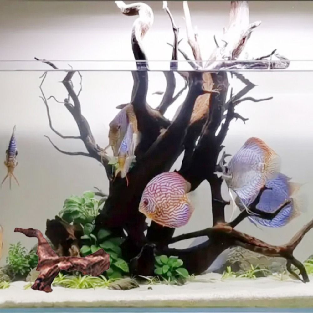 Yaratıcı Düzensiz Şekilli Merc - Aquarium Plant Roots incelemesi ve fiyatı