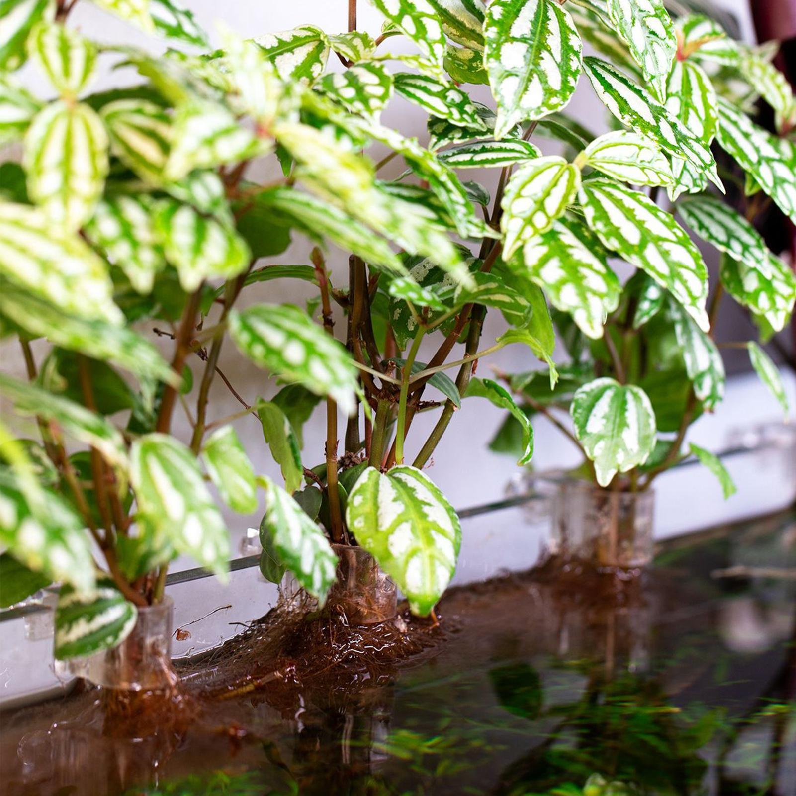 6 adet Akvaryum Bitki Tutucula - Aquarium Plant Growing incelemesi ve fiyatı