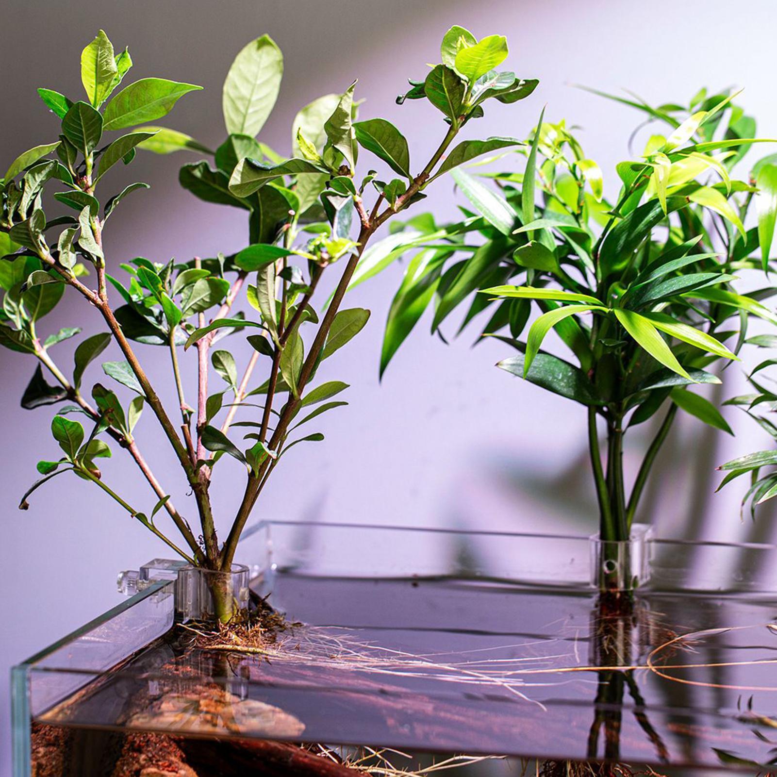 Mini Balık Tankı Saksı 6 Adet  - Aquarium Plant Growing incelemesi ve fiyatı