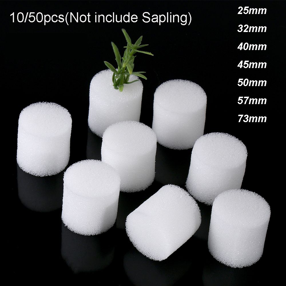 10/50 adet dayanıklı bahçe mal - Aquarium Planted Seeds incelemesi ve fiyatı