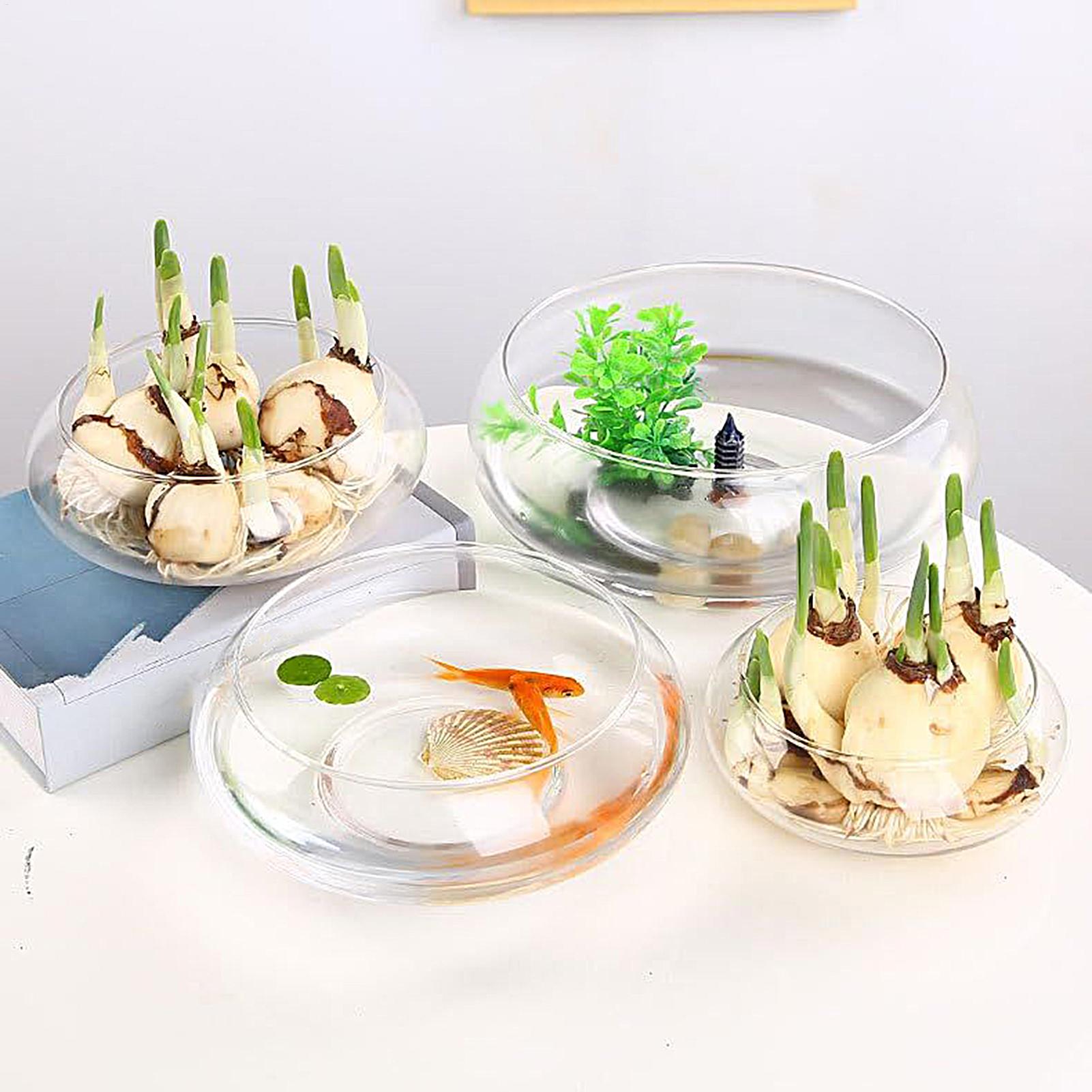 Balık Cam Kase Büyük Hidroponi - Planted Aquarium Bowl incelemesi ve fiyatı