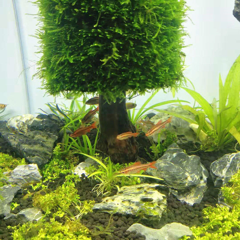 Akvaryum dekorasyon sucul bitk - Aquarium Planted Seeds incelemesi ve fiyatı