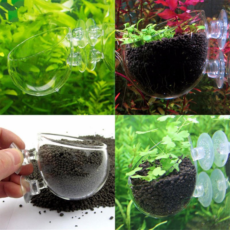 Akvaryum asılı sucul bitki toh - Aquarium Planted Seeds incelemesi ve fiyatı