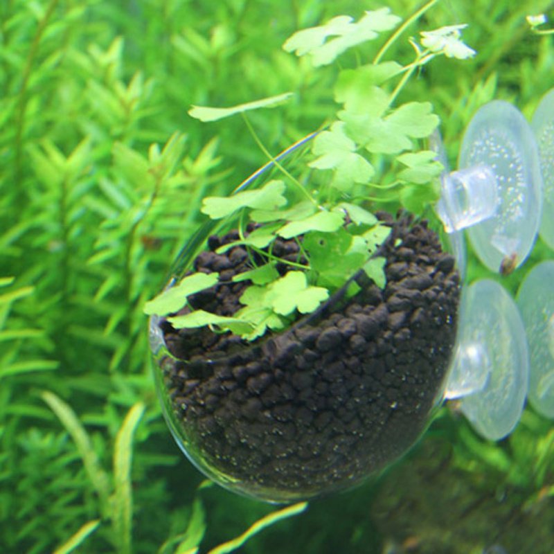 Akvaryum asılı sucul bitki toh - Aquarium Planted Seeds incelemesi ve fiyatı