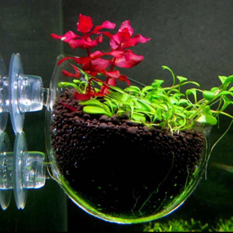 Akvaryum asılı sucul bitki toh - Aquarium Planted Seeds incelemesi ve fiyatı