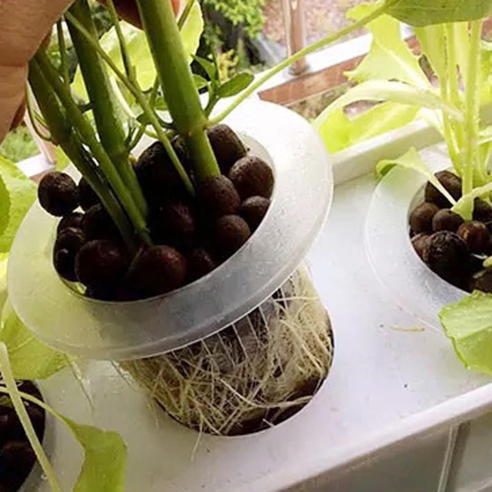 10/50 adet Dayanıklı Dikim Akv - Aquarium Planted Seeds incelemesi ve fiyatı