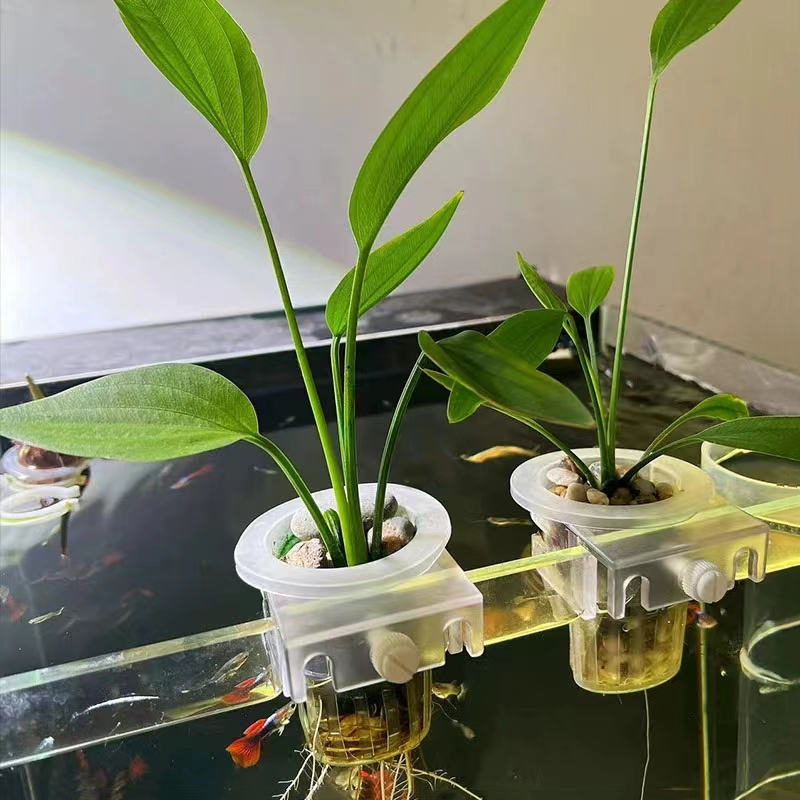 Akvaryum dikim sepeti hidropon - Aquarium Planted Wall incelemesi ve fiyatı