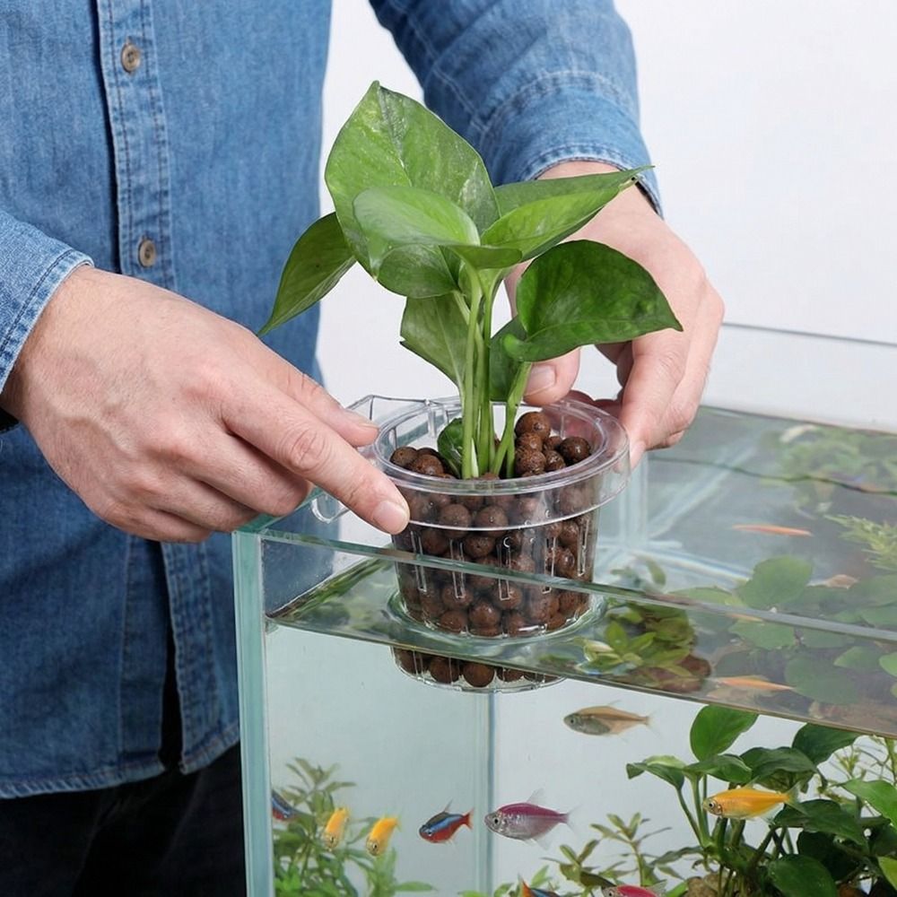 Şeffaf Balık Tankı Çim Kabı Yu - Aquarium Planted Wall incelemesi ve fiyatı